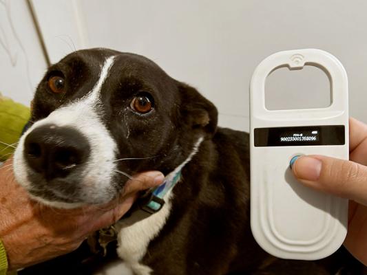 Cão atendido em Consultório Veterinário Móvel