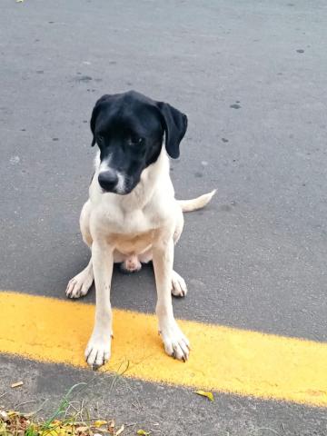 Cachorro de grande porte, pelagem preta e branca, está no asfalto da rua com as patas da frente pisando em uma faixa amarela no chão.