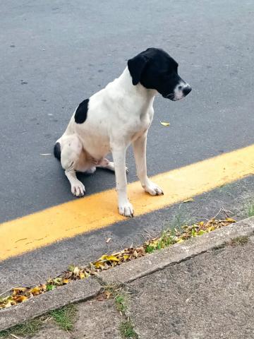 Cachorro de grande porte, pelagem preta e branca, está no asfalto da rua com as patas da frente pisando em uma faixa amarela no chão.