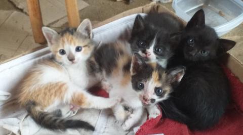 4 filhotes de gatinhos deixados em frente a minha residência. Estão com a mãe mamando. Sem donos. Preciso doá-los pois já tenho outros 3 gatos.