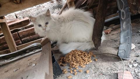 Gato perdido