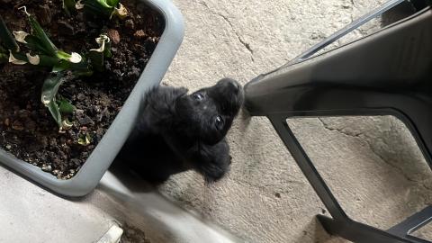 Dois filhotinhos encontrados durante a chuva essa manhã tremendo de frio, eles são dóceis e brincalhões,