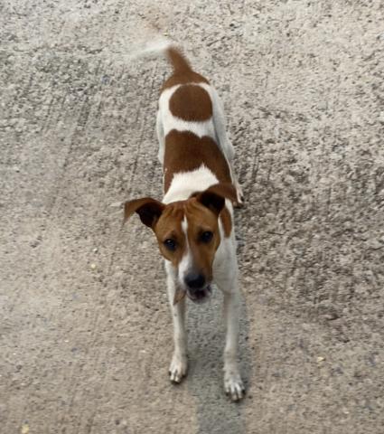 Cachorro macho, pequeno porte, caramelo e branco