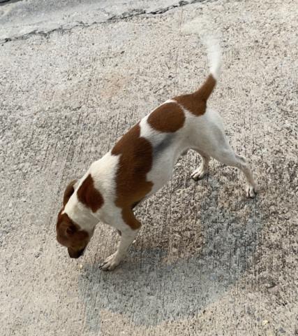 Cachorro macho branco e caramelo pequeno porte