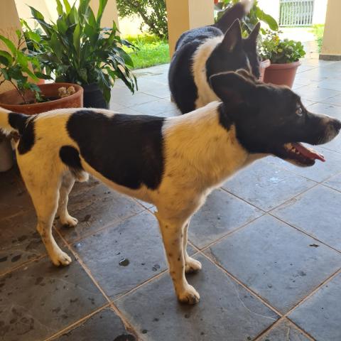 Cachorro médio porte, preto e branco