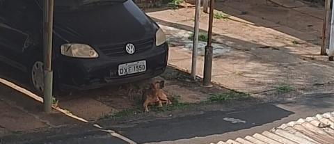 Cão abandonado uivando no condomínio