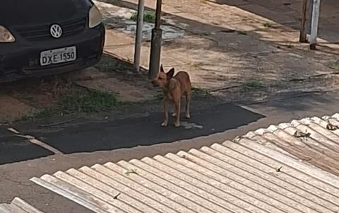 Cão abandonado uivando no condomínio