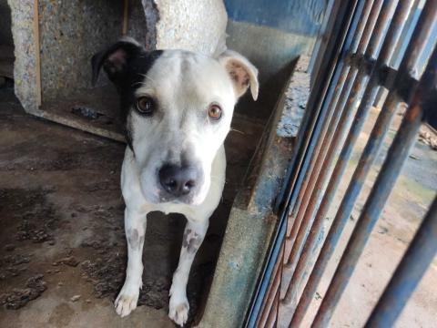 TODDY - CÃO PORTE GRANDE BRANCO E PRETO