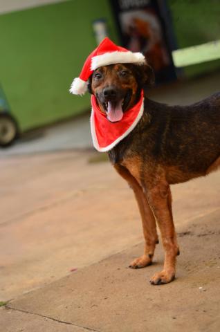 LINO - CÃO PORTE MÉDIO MARROM E PRETO