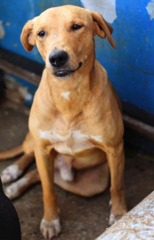 DUQUE - CÃO PORTE GRANDE AMARELO 