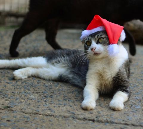 MAGAL - GATO BRANCO COM CINZA RAJADO