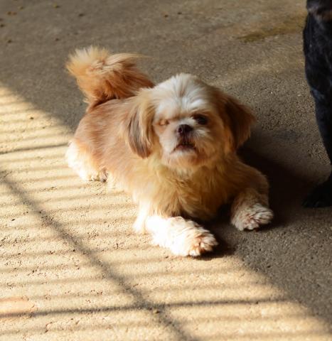 CLARISSA - CACHORRA AMARELA SEM OLHO DIREITO 