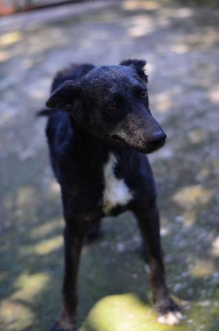 BRADOCK - CÃO PRETO 