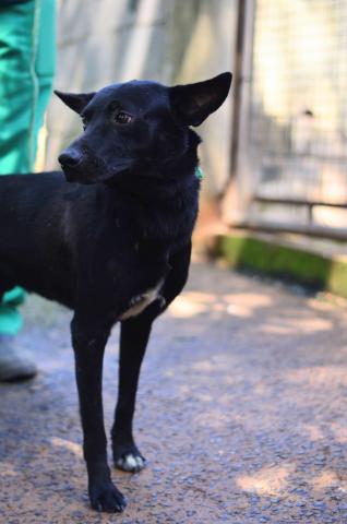 ITAUNA - CACHORRO PRETO