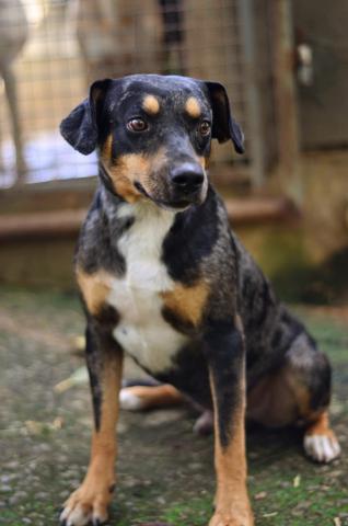 CHUVISCO - CÃO TRICOLOR