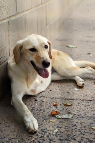 JANA - CACHORRA AMARELA PORTE GRANDE 