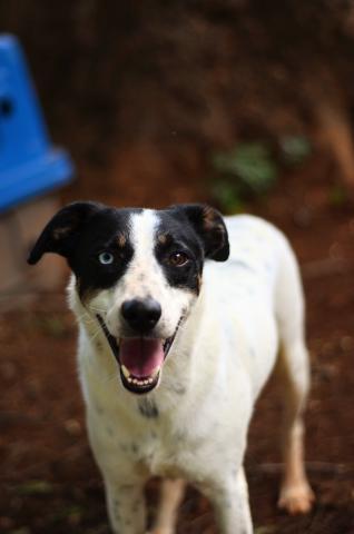 DILAN - CACHORRO PORTE M BRANCO E PRETO