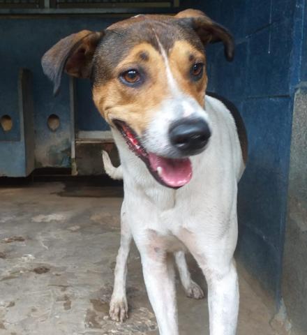 TENORIO - CÃO TRICOLOR PORTE MÉDIO