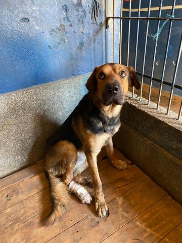 BOLOGNESA - CÃO AMARELO E PRETO PORTE GRANDE