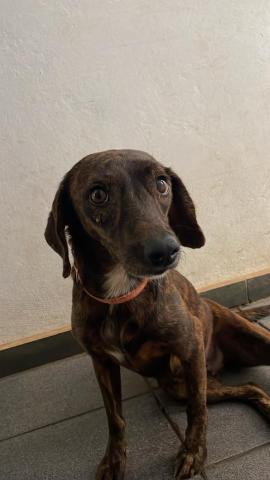 CAKE - CACHORRA PORTE MÉDIO MARROM RAJADA