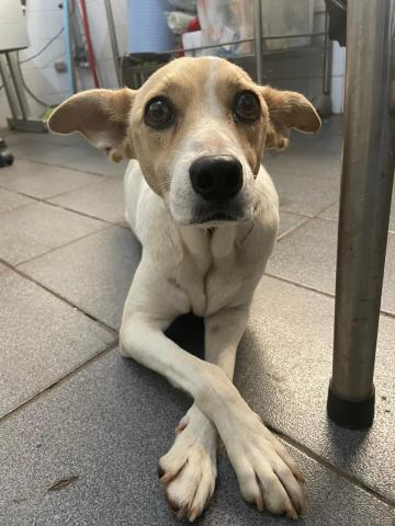 LUA - CACHORRA AMARELA E BRANCA PORTE MÉDIO 