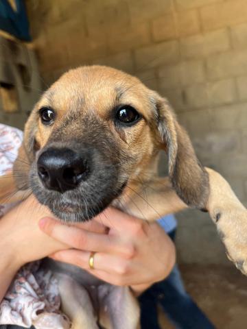 ARUBA - CACHORRA FILHOTE CARAMELO 