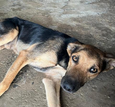 PIERRE - CÃO AMARELO E PRETO