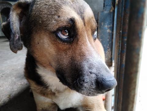 NORONHA - CÃO AMARELO E MARROM