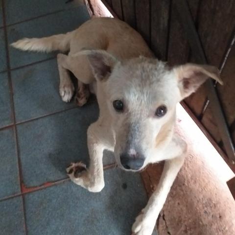 PALMITO - CÃO AMARELO