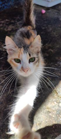 PENÉLOPE - GATA TRICOLOR