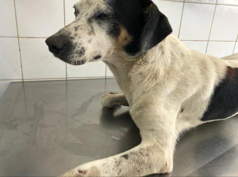 BARTO - CÃO PORTE MÉDIO BRANCO E PRETO