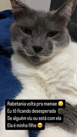 Procuro minha gata 