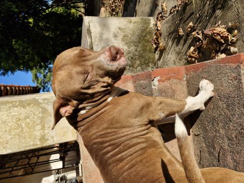 Scott pittbul macho 3 anos fugiu de casa na região do Friburgo normalmente quando fugia ia sentido Indaiatuba mais dessa vez não voltou quem souber avise por favor