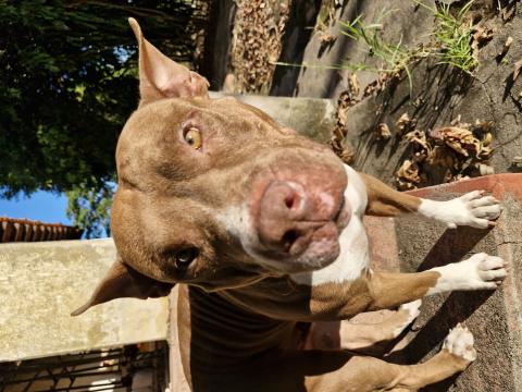 Scott pittbul macho 3 anos fugiu de casa na região do Friburgo normalmente quando fugia ia sentido Indaiatuba mais dessa vez não voltou quem souber avise por favor