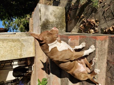 Scott pittbul macho 3 anos fugiu de casa na região do Friburgo normalmente quando fugia ia sentido Indaiatuba mais dessa vez não voltou quem souber avise por favor