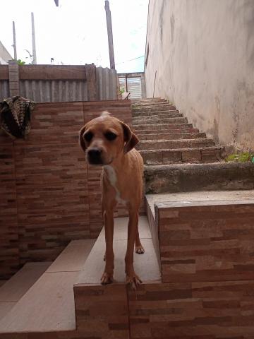 Cachorro caramelo com branco no peito, focinho é marrom com a pontinha caramela