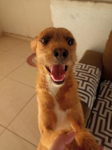 Cachorro caramelo com branco no peito, focinho é marrom com a pontinha caramela