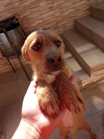 Cachorro caramelo com branco no peito, focinho é marrom com a pontinha caramela