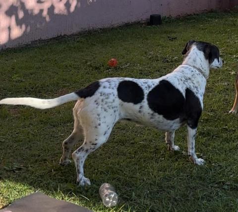 Cachorra de pequeno porte, branca com três manchas pretas do lado direito, pernas curtas
