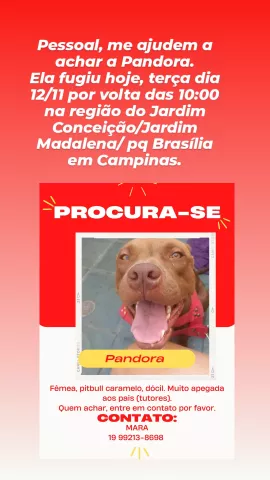 Minha pandora fugiu hoje, dia 12/11/2024, Terça.pela manhã, por volta