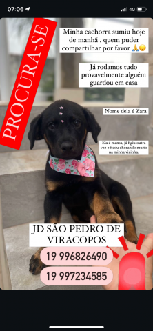 Bom dia pessoal.. Minha cachorra desapareceu, ela sumiu dia 29/11 Estava com um laço lilás, na região do Jd São Pedro/ planalto. Ela é cão suporte para o meu filho de 3 anos que é autista. Já procuramos em tudo, provavelmente alguém está com ela, preciso que compartilhem essas informações e a foto dela. Obrigada, Deus abençoe. 😭🥺🙏