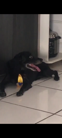 Cachorro preto Cocker com labrador sem rabo
