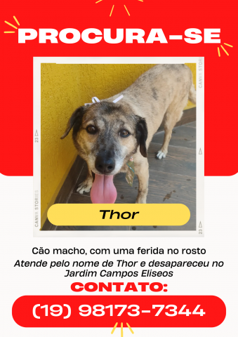 Cachorro de porte médio, na cor caramelo, com uma feridinha no focinho - que atende pelo nome THOR