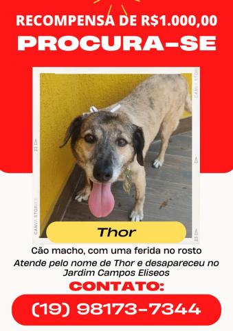 Cachorro de porte médio, na cor caramelo, com uma feridinha no focinho - que atende pelo nome THOR