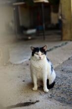 DOCINHO - GATA BRANCA COM MANCHA PRETA NA TESTA 