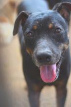 BRUCE - CÃO PRETO E AMARELO PORTE MÉDIO