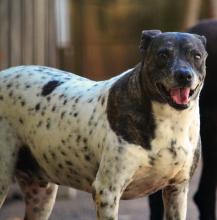 GIBA - CÃO GRANDE BRANCO COM MACHINHAS PRETAS E MANCHA MARROM RAJADA NO ROSTO